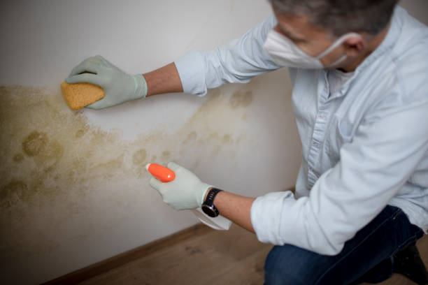 Mold Removal and Inspection in Lake Kiowa, TX