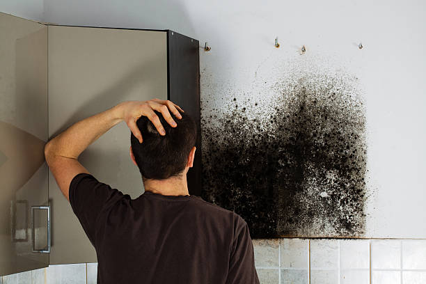  Lake Kiowa, TX Mold Removal Pros
